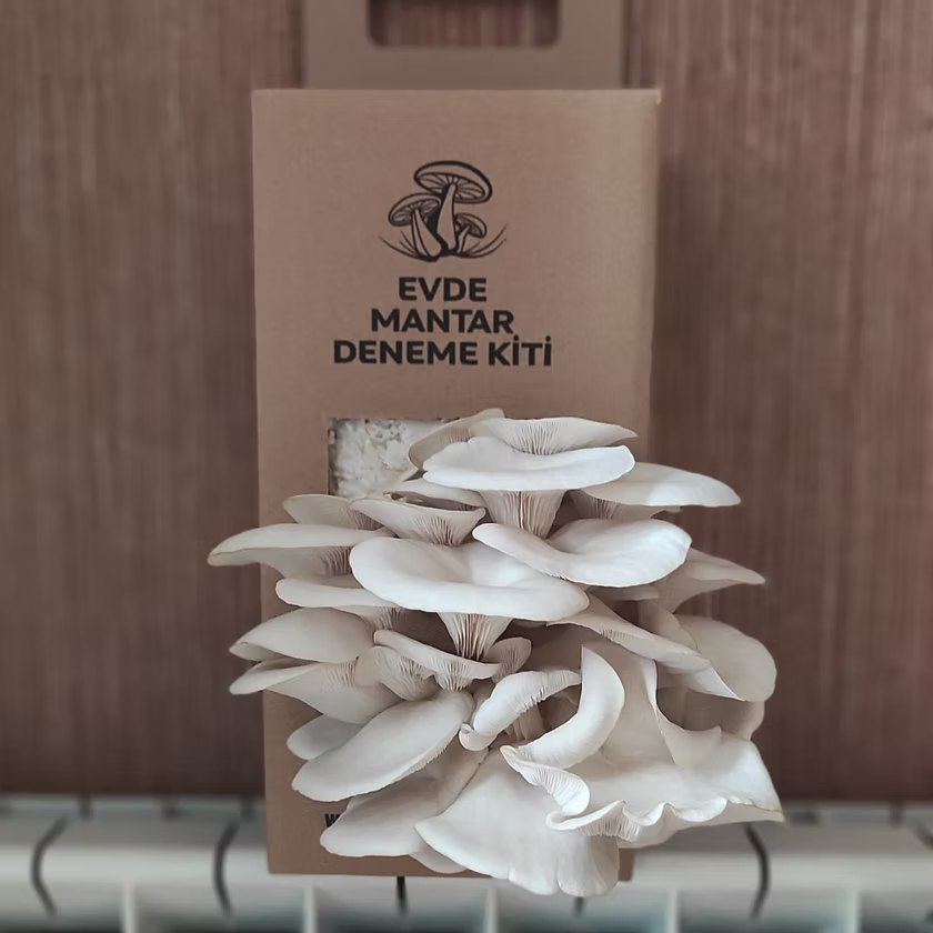 Kit penceresinden çıkan, şapka kenarları düzleşmiş istiridye salkımı